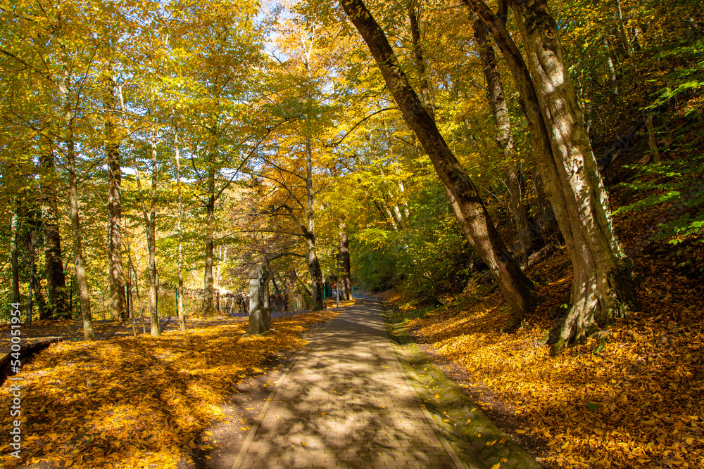 Fototapeta premium Alley from the Sovata resort - Romania in autumn