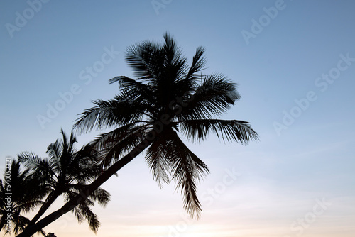 Palm trees at sunset . A tropical island in the ocean.