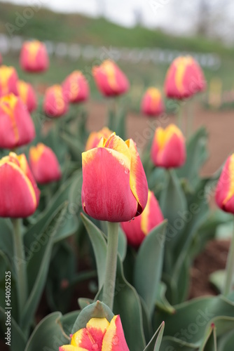 Tulips in the garden