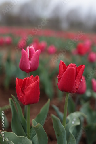 Tulips in the garden