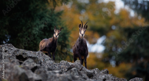 Mountain chamois on a rubble autumn field of the Luzickych Mountains.