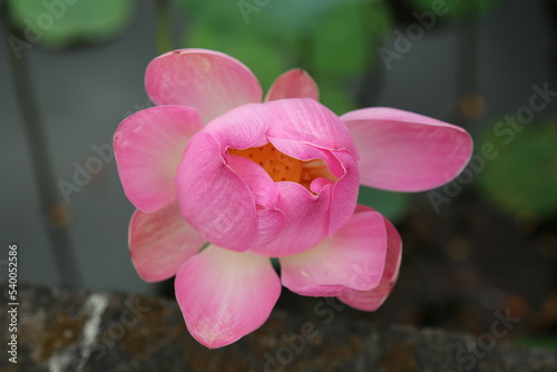 pink flower