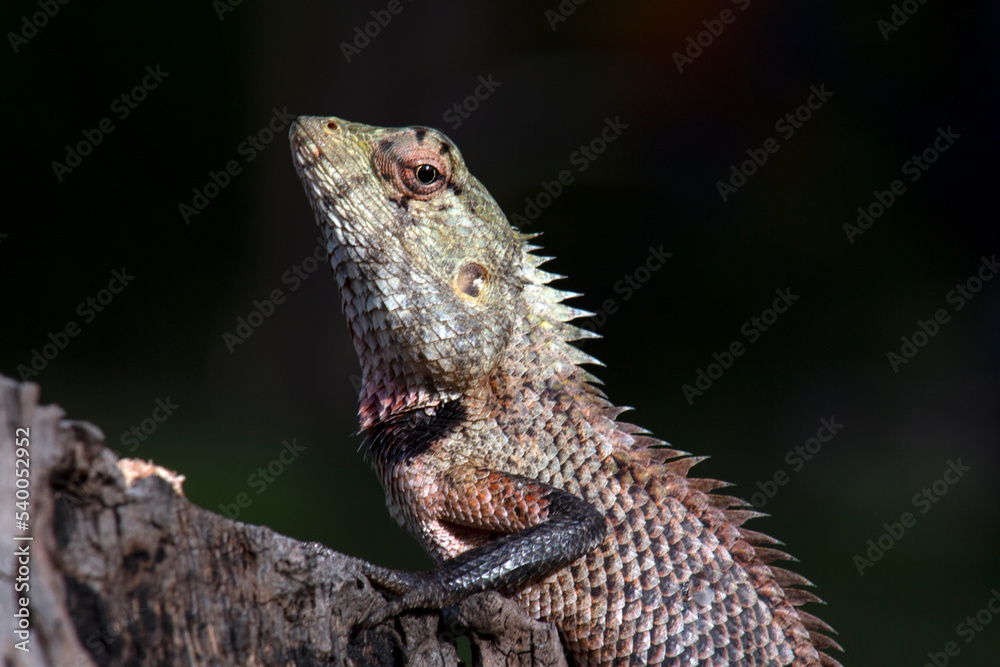The amazing world of reptiles . Female agama basks in the sun The amazing world of reptiles . Female agama basks in the sun