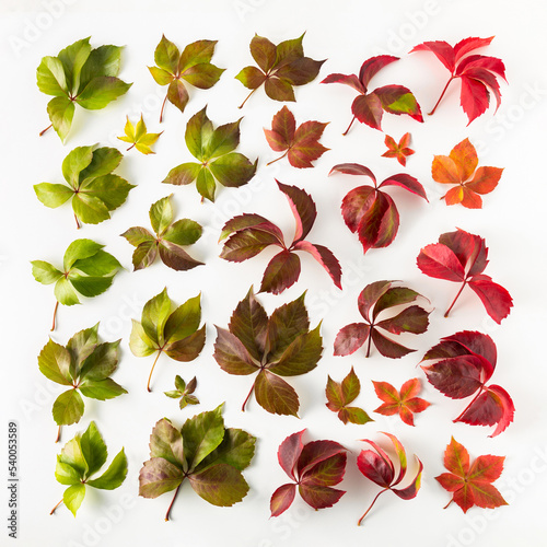 Fototapete Colorful leaves gradient from green to red, Virginia creeper beautiful shades of autumnal colors on white background