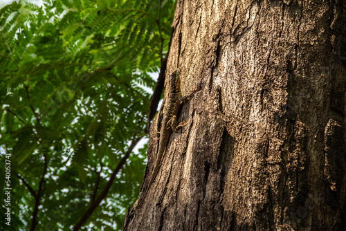 Um calango camuflado no tronco seco de uma árvore em um parque ecológico. photo