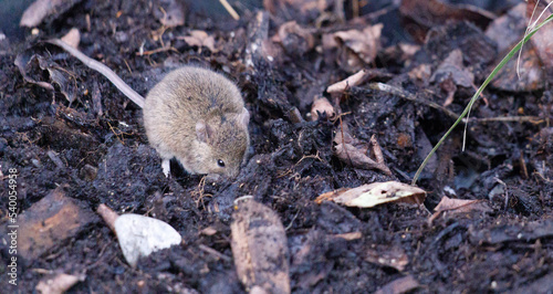 Field vole. Short-tailed field vole. Microtus agrestis.
 photo