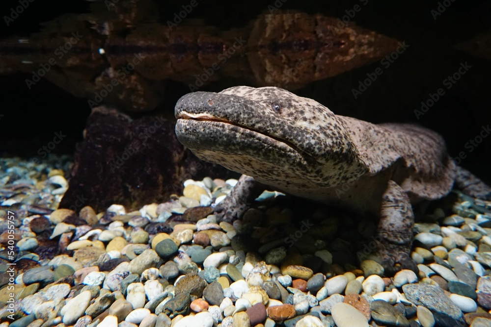 Φωτογραφία Closeup of a Japanese giant salamander on the stones under the water