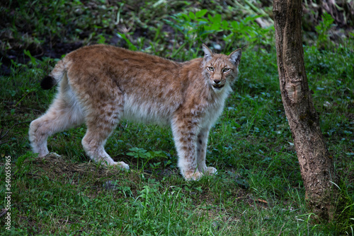 Promenade quotidienne d'un lynx © Armelle ll