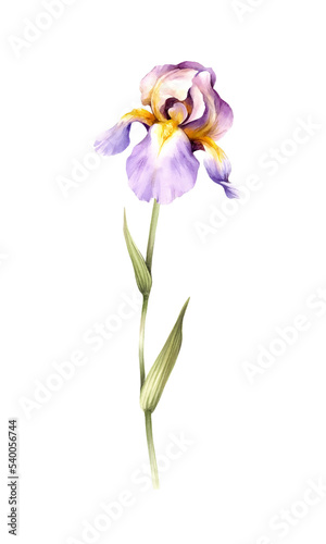 The image of the iris. Watercolor illustration