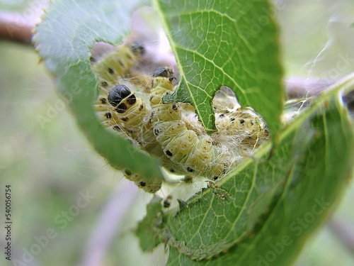 Moth caterpillars (Yponomeuta mahalebella) devouring the leaves of a St. Lucia cherry tree	 photo