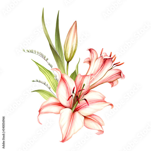 The image of a lilies. Hand draw watercolor illustration