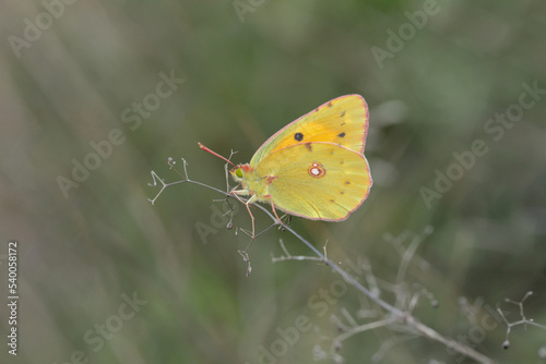 Clouded yellow butterfly (Colias crocea). photo