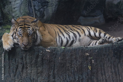 Close up bengal tiger is beautiful animal and dangerous in forest