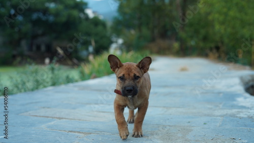 One adorable dog playing in the yard freely