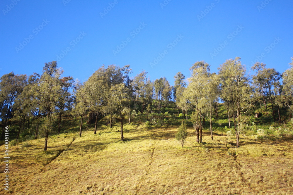 Trees in the Hills Against the Clear Blue Sky