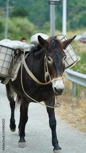 One mule horse carrying on the construction material walking along the road
