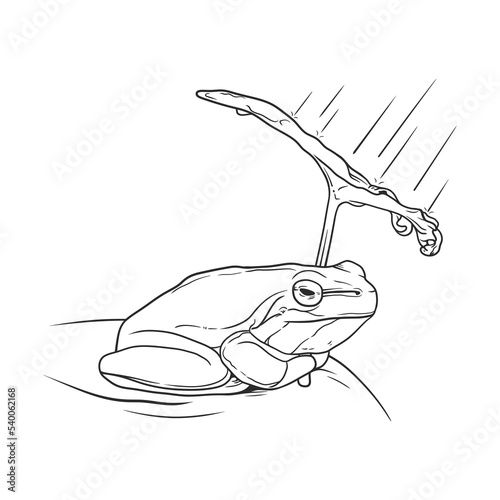 Frog is sheltering from rain using leaves