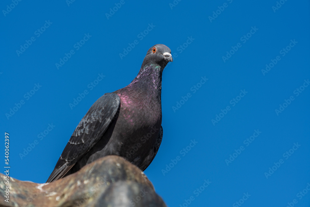 Obraz premium One pigeon sitting on rooftop with blue sky in the background, closeup