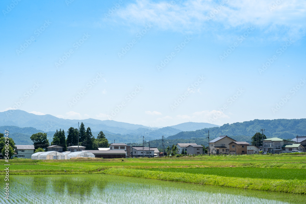 Obraz premium 初夏の青い空と成長する苗の水田が澄んだ空気に映える（6月末の妙高）