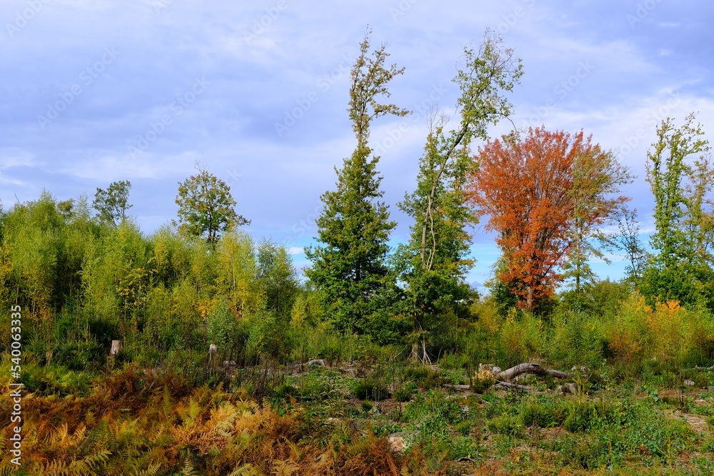 Herbst im deutschen Wald mit vielen bunten Farben