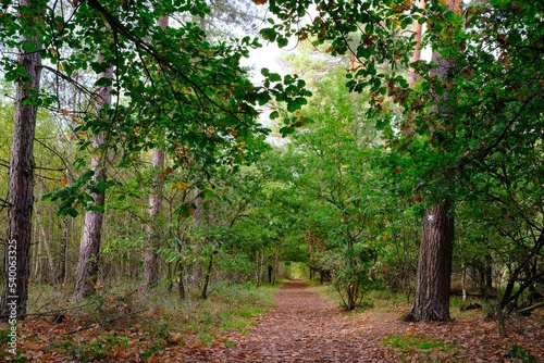 Herbst im deutschen Wald mit vielen bunten Farben