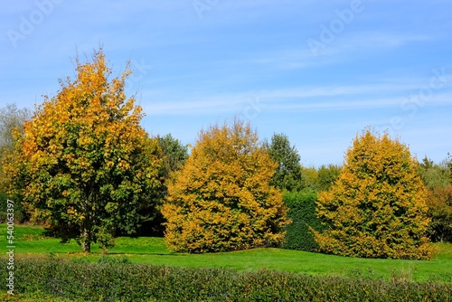 Fototapeta Naklejka Na Ścianę i Meble -  Herbst im deutschen Wald mit vielen bunten Farben