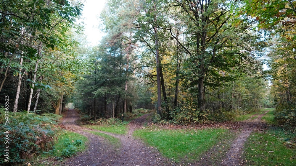 Fototapeta premium Herbst im deutschen Wald mit vielen bunten Farben