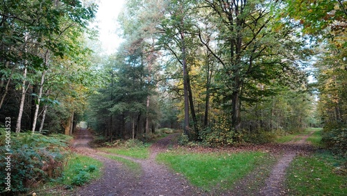 Herbst im deutschen Wald mit vielen bunten Farben