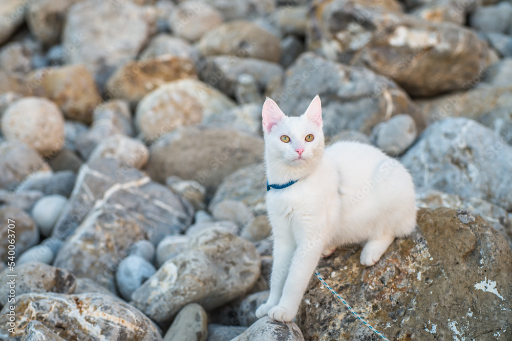 a beautiful completely white young cat in a harness walks, sits on a rocky beach a beautiful completely white young cat in a harness walks, sits on a rocky beach