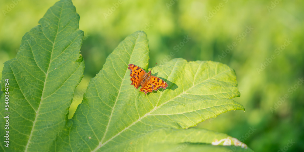big orange butterfly on a green leaf under the summer sun big orange butterfly on a green leaf under the summer sun