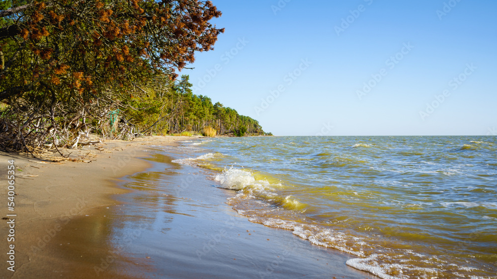 Sandy beach and autumn forest on a sunny day