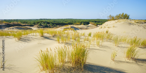 Fototapeta Naklejka Na Ścianę i Meble -  sand dunes with vegetation on a sunny autumn day