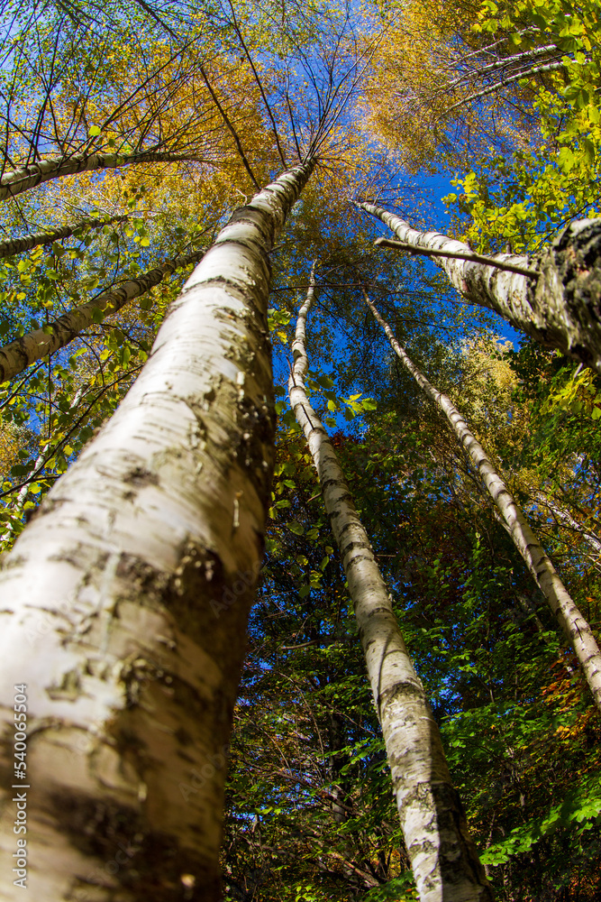 Fototapeta premium Autumn colors