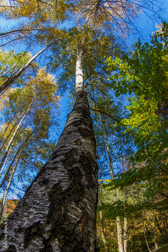 Fototapeta premium Autumn colors