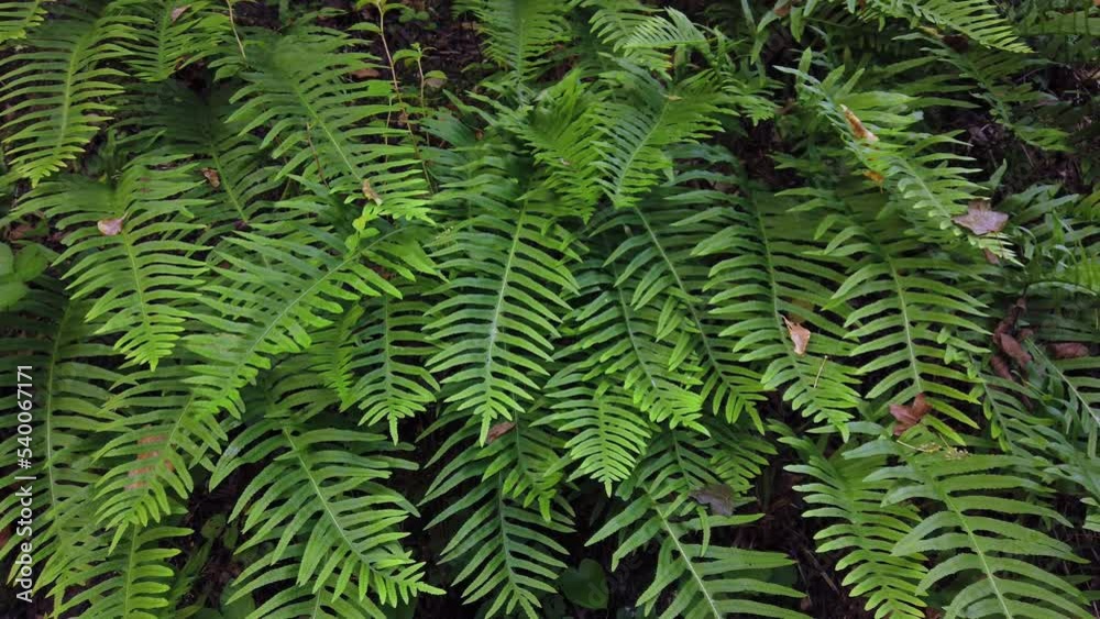 Real-time shot of a fern plant near a river Real-time shot of a fern plant near a river