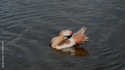 Juvenile Egyptian goose preening photo