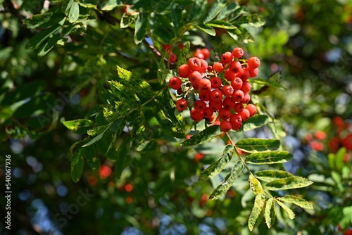 Beautiful autumn nature concept. A tree with red fruits - rowanberries. (Sorbus torminalis) photo