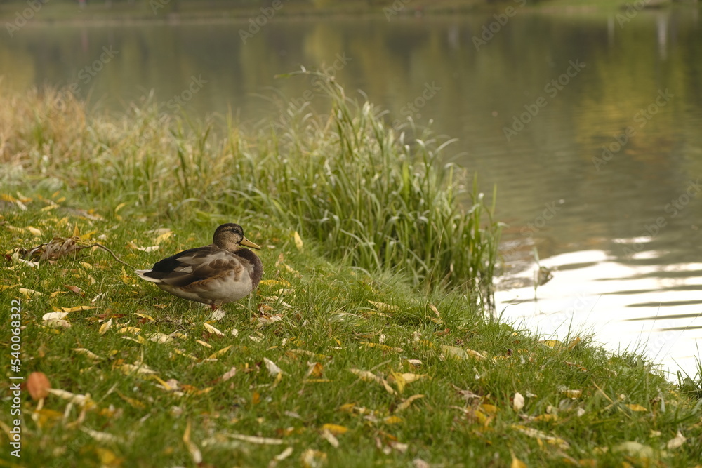 Lonely duck relaxing on green grass with autumn leaves near lake. Lonely duck relaxing on green grass with autumn leaves near lake.
