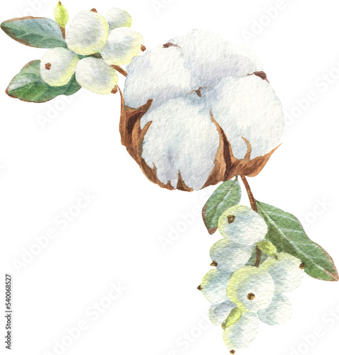 Compositions with cotton and eucalyptus: bouquets, frames and seamless pattern, botanical illustration