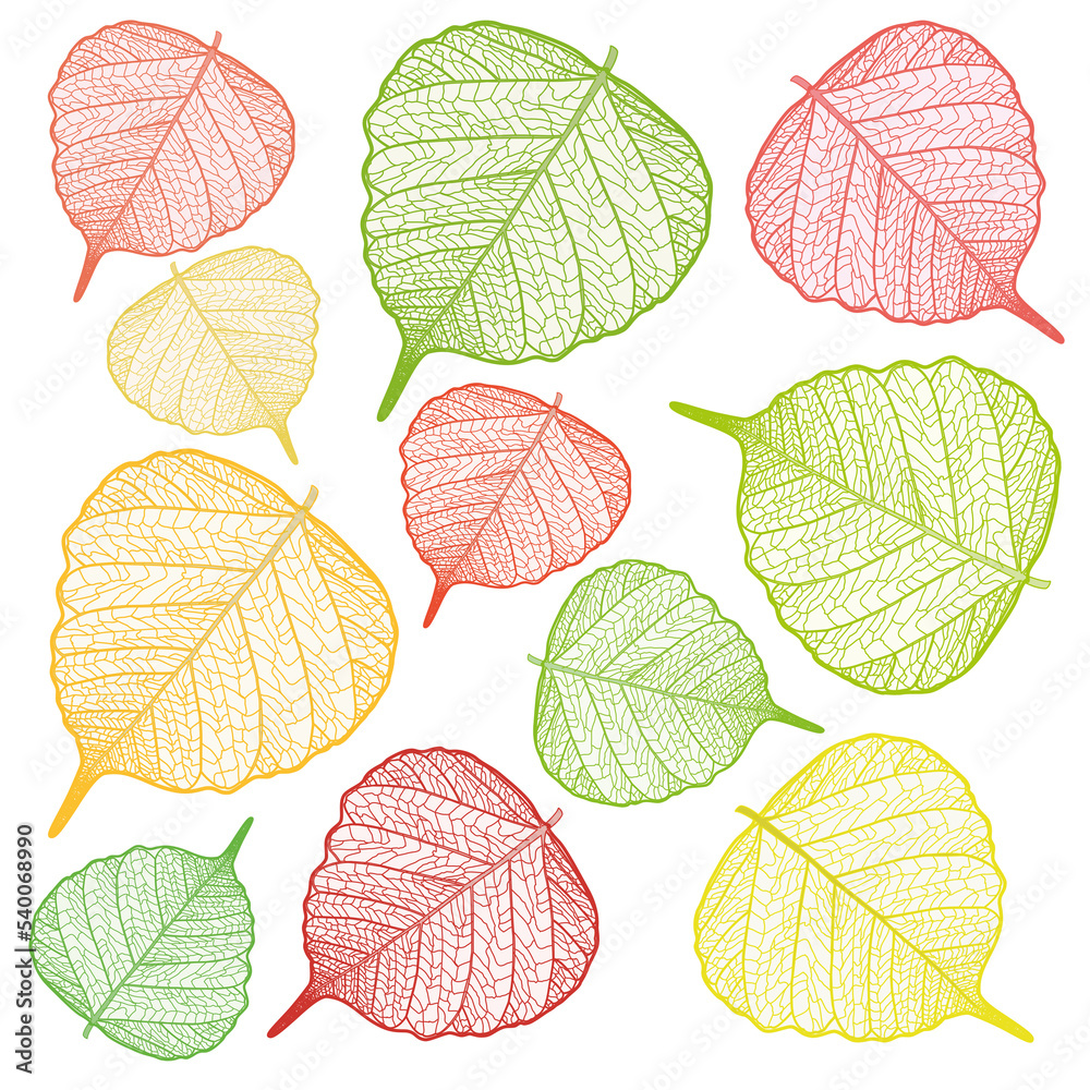 Obraz premium Colored filigree leaves with transparent background