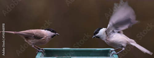 A pair of Coal tits on a feeder, on a blurred gray background