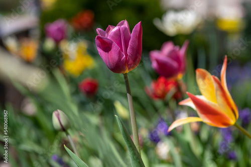 Bright purple color country Darwin tulips in bloom, bouquet of springtime flowering plants in the ornamental garden