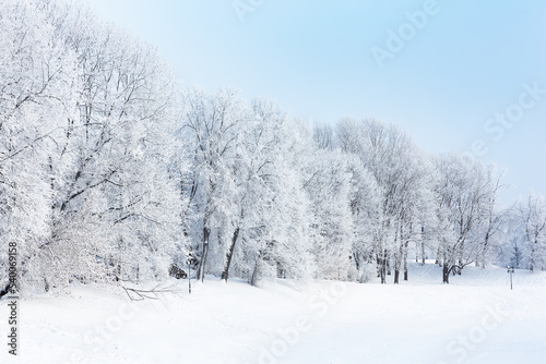Fir branches covered with snow, winter background. © preto_perola