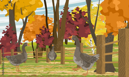 Greylag Geese are walking in the backyard. Fence in front of a bright autumn forest. domestic bird. Agricultural vector realistic landscape