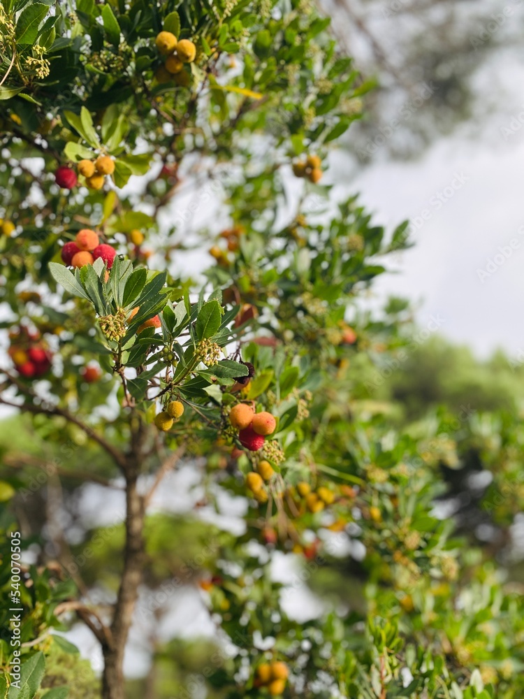 Forest fruits growing. Tree cherries (arbutus unedo).