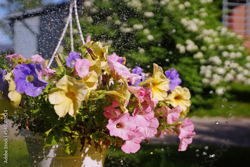 Petunia, Potted Petunia, Multicolor Petunia. Flowers in splashes of water. Watering flowers. photo