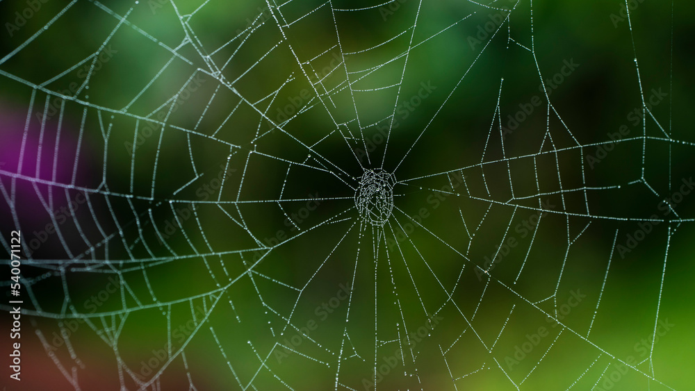 Una tela de araña o simplemente telaraña, es una estructura construida por una araña con su seda de araña proteica, a través de sus hileras. Una tela de araña o simplemente telaraña, es una estructura construida por una araña con su seda de araña proteica, a través de sus hileras.