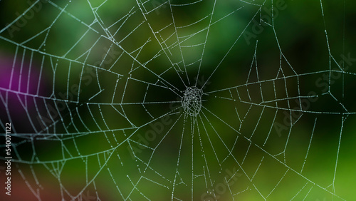 Una tela de araña o simplemente telaraña, es una estructura construida por una araña con su seda de araña proteica, a través de sus hileras. © hernan