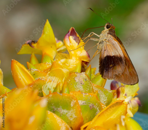 Panoquina errans
The wandering skipper (Panoquina errans) is a species of butterfly in the family Hesperiidae. It is found in Mexico and the United States. photo