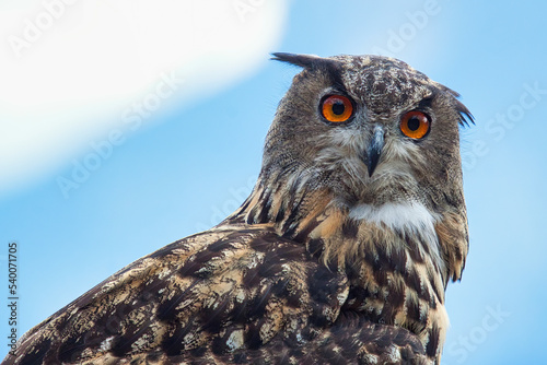 Uhu  (Bubo bubo)